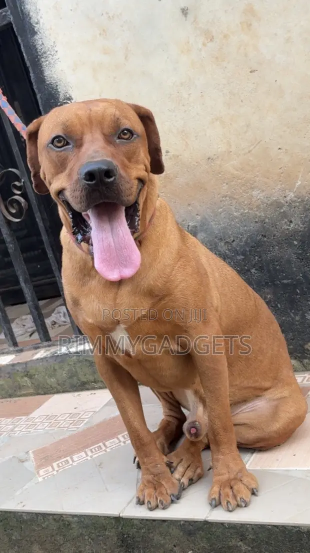 Purebred Boerboel Male, 1+ Year Old - 1