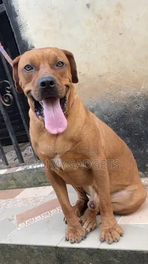Purebred Boerboel Male, 1+ Year Old