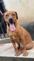 Purebred Boerboel Male, 1+ Year Old - 1