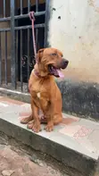 Purebred Boerboel Male, 1+ Year Old - 2