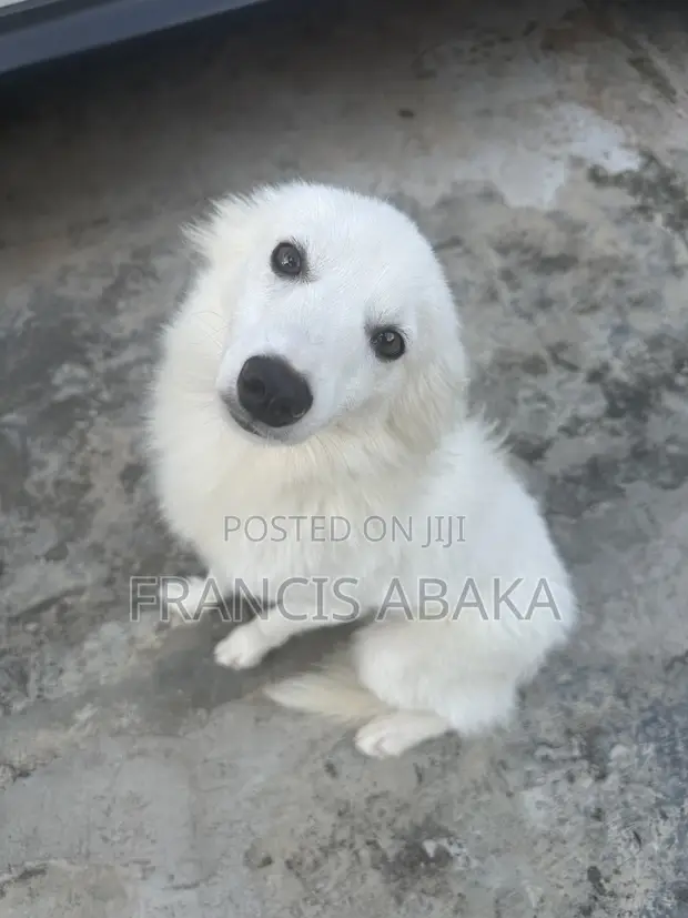 Dan Alurar American Eskimo Namiji, Watan 6-12 - 1