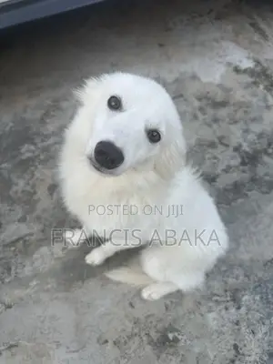 Dan Alurar American Eskimo Namiji, Watan 6-12