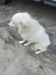 Dan Alurar American Eskimo Namiji, Watan 6-12 - 2