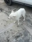 Dan Alurar American Eskimo Namiji, Watan 6-12 - 3