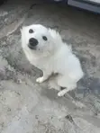 Dan Alurar American Eskimo Namiji, Watan 6-12 - 4