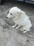Dan Alurar American Eskimo Namiji, Watan 6-12 - 5