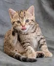 Female American Shorthair Kitten (1-3 Months) - 1