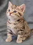 Female American Shorthair Kitten (1-3 Months) - 2