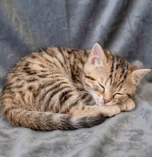 Female American Shorthair Kitten (1-3 Months)