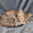 Female American Shorthair Kitten (1-3 Months) - 3