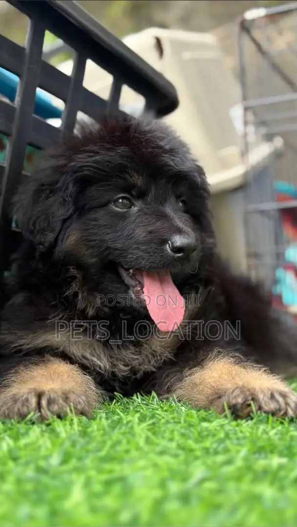 1-3 Months Female Purebred German Shepherd Puppy - 1