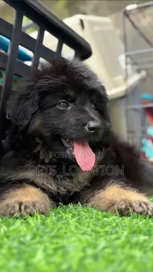 1-3 Months Female Purebred German Shepherd Puppy