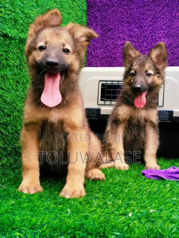 Purebred German Shepherd Puppy (1-3 Months) - 1
