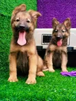 Purebred German Shepherd Puppy (1-3 Months) - 1