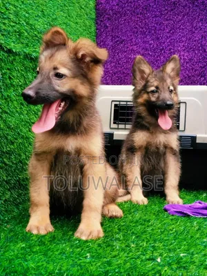 Purebred German Shepherd Puppy (1-3 Months)