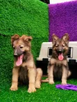 Purebred German Shepherd Puppy (1-3 Months) - 3