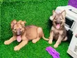 Purebred German Shepherd Puppy (1-3 Months) - 4