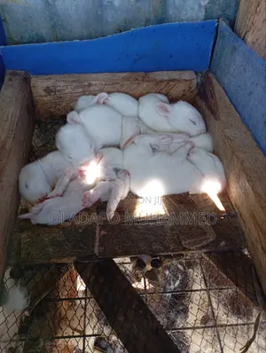 Rabbit (Doe and 7 Kits)
