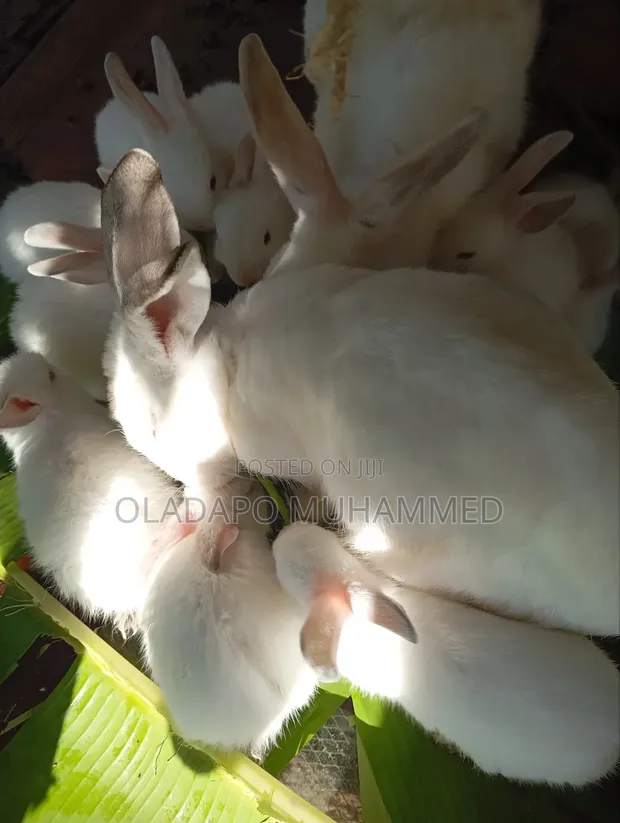 Experienced Doe Rabbit - 1