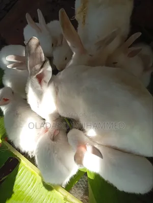 Experienced Doe Rabbit