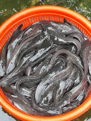 Catfish - Fingerlings to Jumbo Sizes