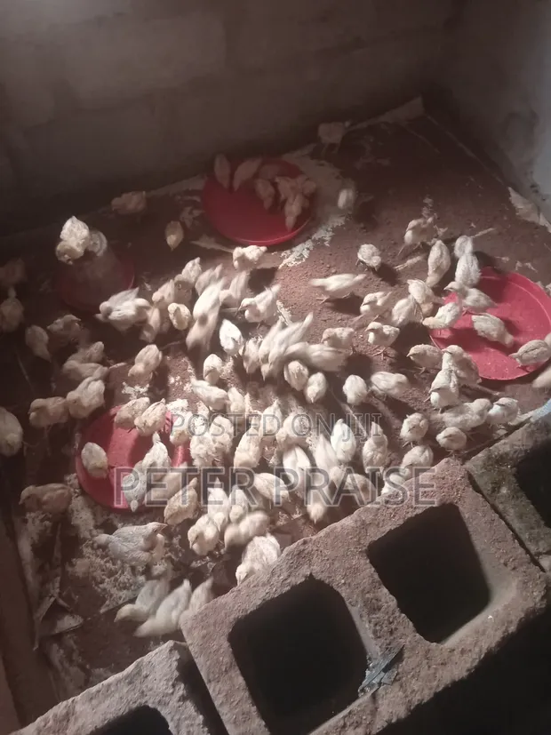 4-Week-Old White Cockerels - 1