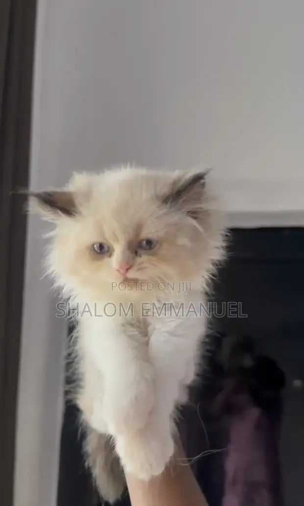 Purebred Ragdoll Kitten (Female, 1-3 Months) - 1