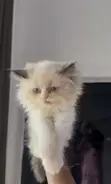 Purebred Ragdoll Kitten (Female, 1-3 Months) - 1