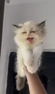 Purebred Ragdoll Kitten (Female, 1-3 Months) - 3