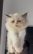 Purebred Ragdoll Kitten (Female, 1-3 Months) - 4