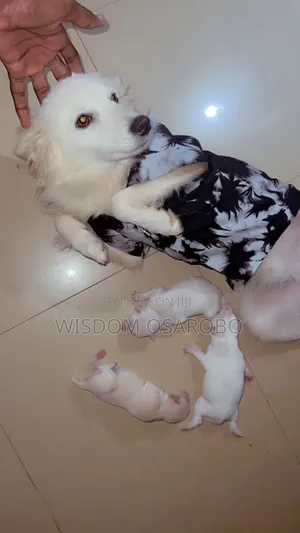 Namijin American Eskimo, Shekara 1+