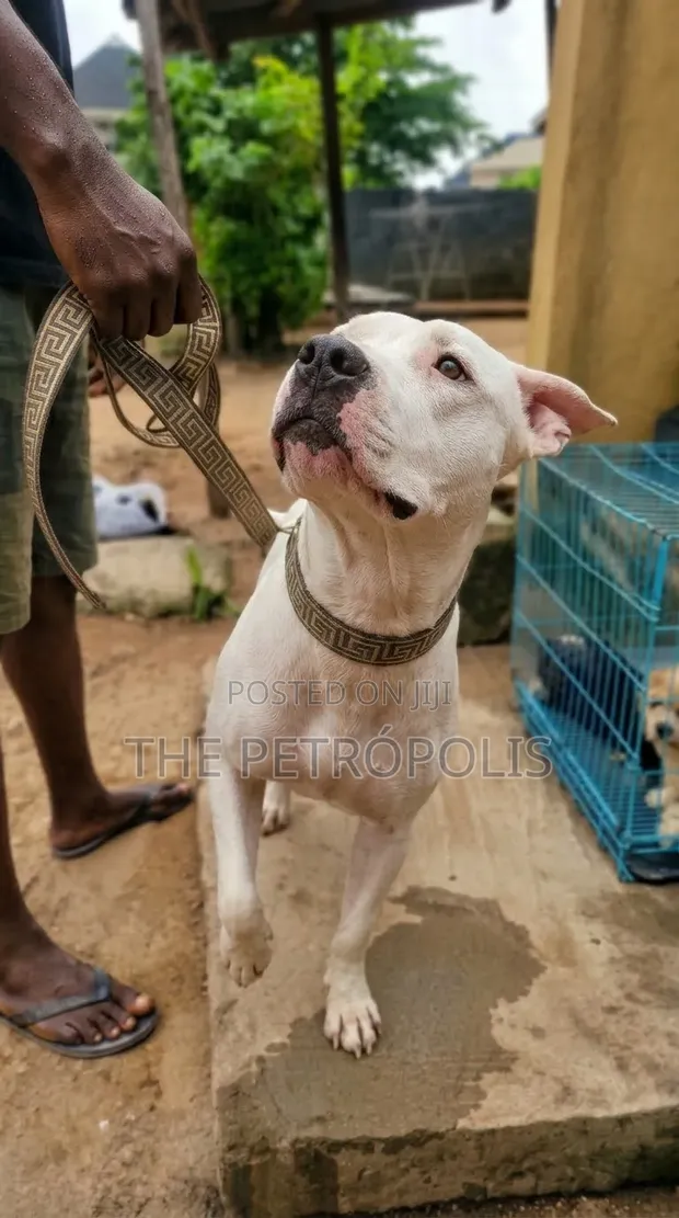 1+ Year Male Purebred American Pit Bull Terrier - 1