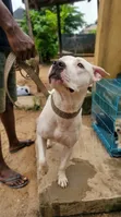 1+ Year Male Purebred American Pit Bull Terrier - 1