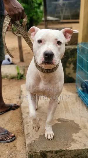 1+ Year Male Purebred American Pit Bull Terrier