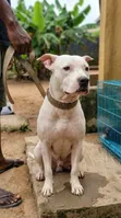 1+ Year Male Purebred American Pit Bull Terrier - 3