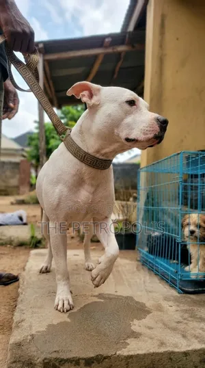 Adult Male Purebred American Pit Bull Terrier
