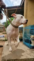 Adult Male Purebred American Pit Bull Terrier - 1