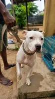 Adult Male Purebred American Pit Bull Terrier - 2