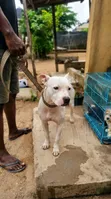 Adult Male Purebred American Pit Bull Terrier - 3