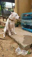 Adult Male Purebred American Pit Bull Terrier - 4