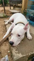 Adult Male Purebred American Pit Bull Terrier - 1