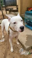 Adult Male Purebred American Pit Bull Terrier - 2