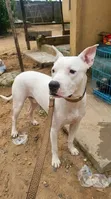 Adult Male Purebred American Pit Bull Terrier - 3