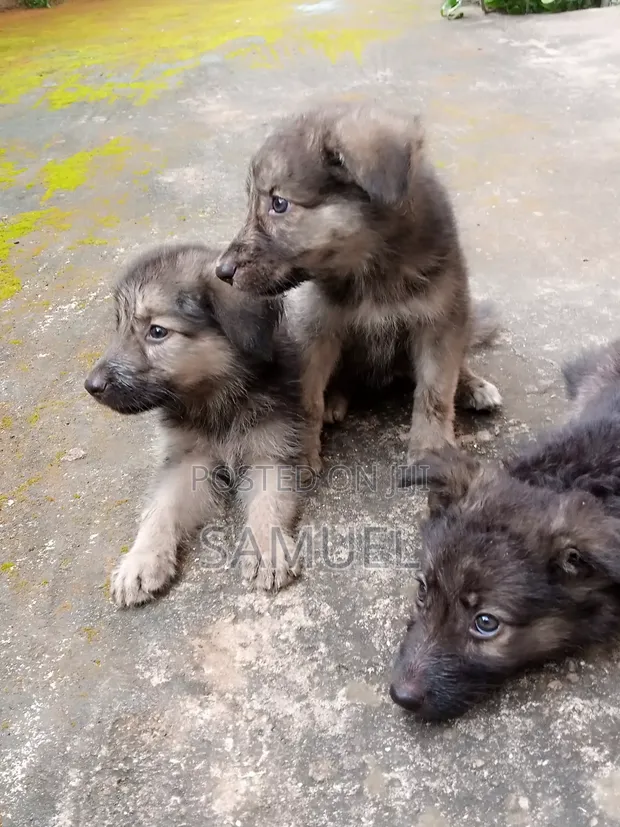 Zuriya German Shepherd Puppy - Makonni 8 - 1