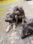 Zuriya German Shepherd Puppy - Makonni 8 - 1