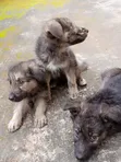 Zuriya German Shepherd Puppy - Makonni 8 - 2