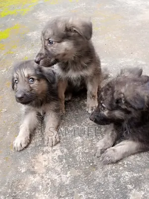 Zuriya German Shepherd Puppy - Makonni 8