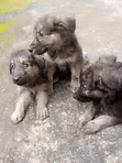 Zuriya German Shepherd Puppy - Makonni 8 - 3