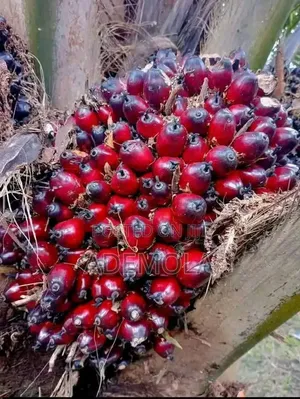 Adex Farmer Company: Ingantattun Tsirrai da Sabis na Noma