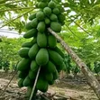 Adex Farmer Company: Ingantattun Tsirrai da Sabis na Noma - 2